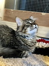 Ozzy - Photo 3