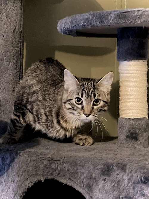 picture of the cat needing adoption