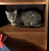 Annie - Photo 3