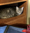 Annie - Photo 4