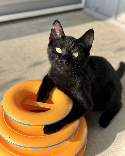 picture of the cat needing adoption