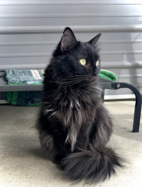 Rapunzel, Young Domestic Long Hair (long coat), cat for adoption in Estherville, Iowa