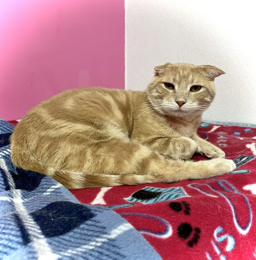 Bob, an adoptable Domestic Short Hair in Estherville, IA