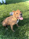 Steeler - Photo 1