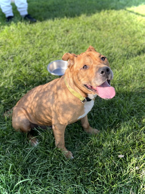 picture of the dog needing adoption