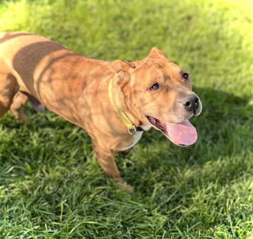 STEELER - Pit Bull Terrier available for adoption
