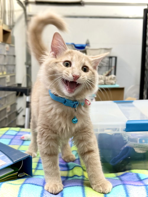 picture of the cat needing adoption