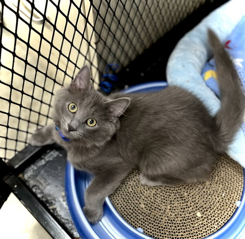 TINSEL - Domestic Long Hair available for adoption