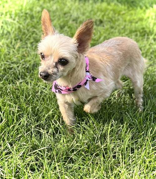 picture of the dog needing adoption