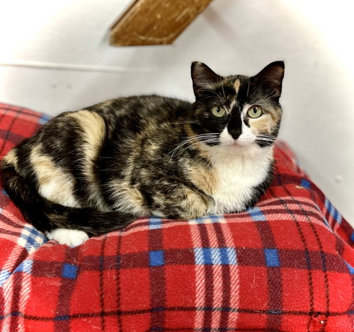 Rita, Adult Domestic Short Hair (short coat), cat for adoption in Estherville, Iowa