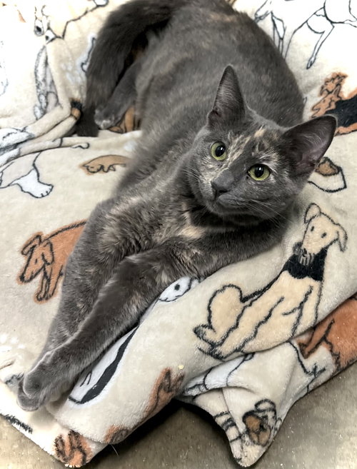 RETTA - Domestic Short Hair available for adoption