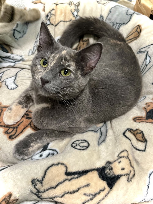 RETTA - Domestic Short Hair available for adoption