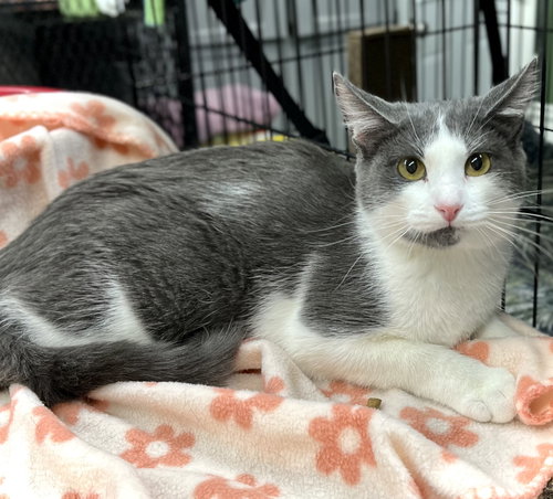 REEVES - Domestic Short Hair available for adoption