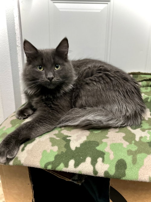 RIDLEY - Domestic Long Hair available for adoption