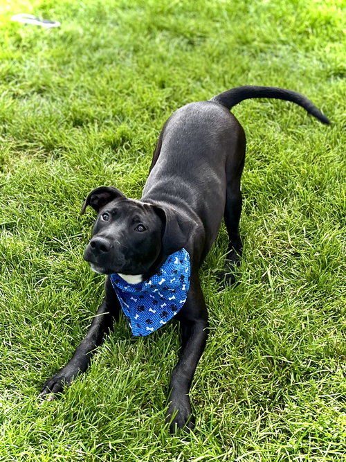 TUCKER - Labrador Retriever / Pit Bull Terrier available for adoption