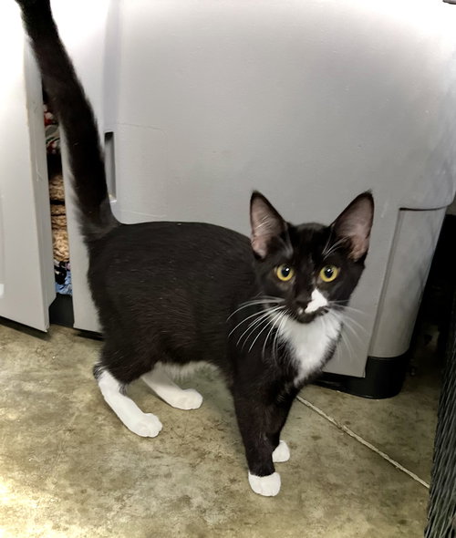 GLADYS - Domestic Short Hair available for adoption