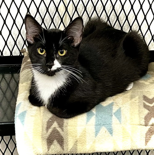 picture of the cat needing adoption