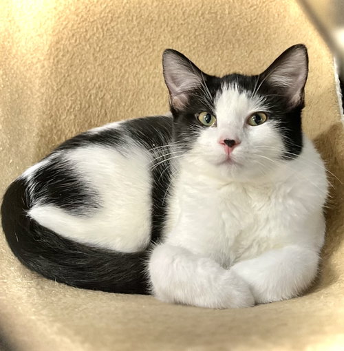 LANA - Domestic Short Hair available for adoption