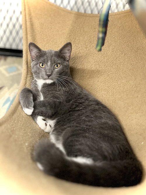 picture of the cat needing adoption