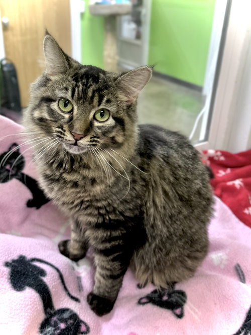GRACEE - Domestic Long Hair available for adoption