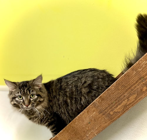GRACEE - Domestic Long Hair available for adoption
