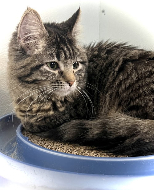Evelyn, an adoptable Domestic Long Hair in Estherville, IA