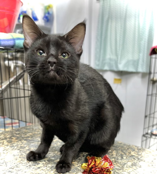 LAINEY - Domestic Short Hair available for adoption