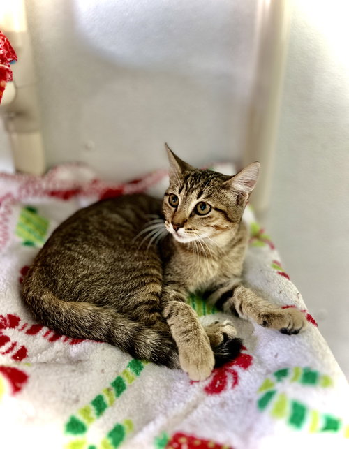 picture of the cat needing adoption