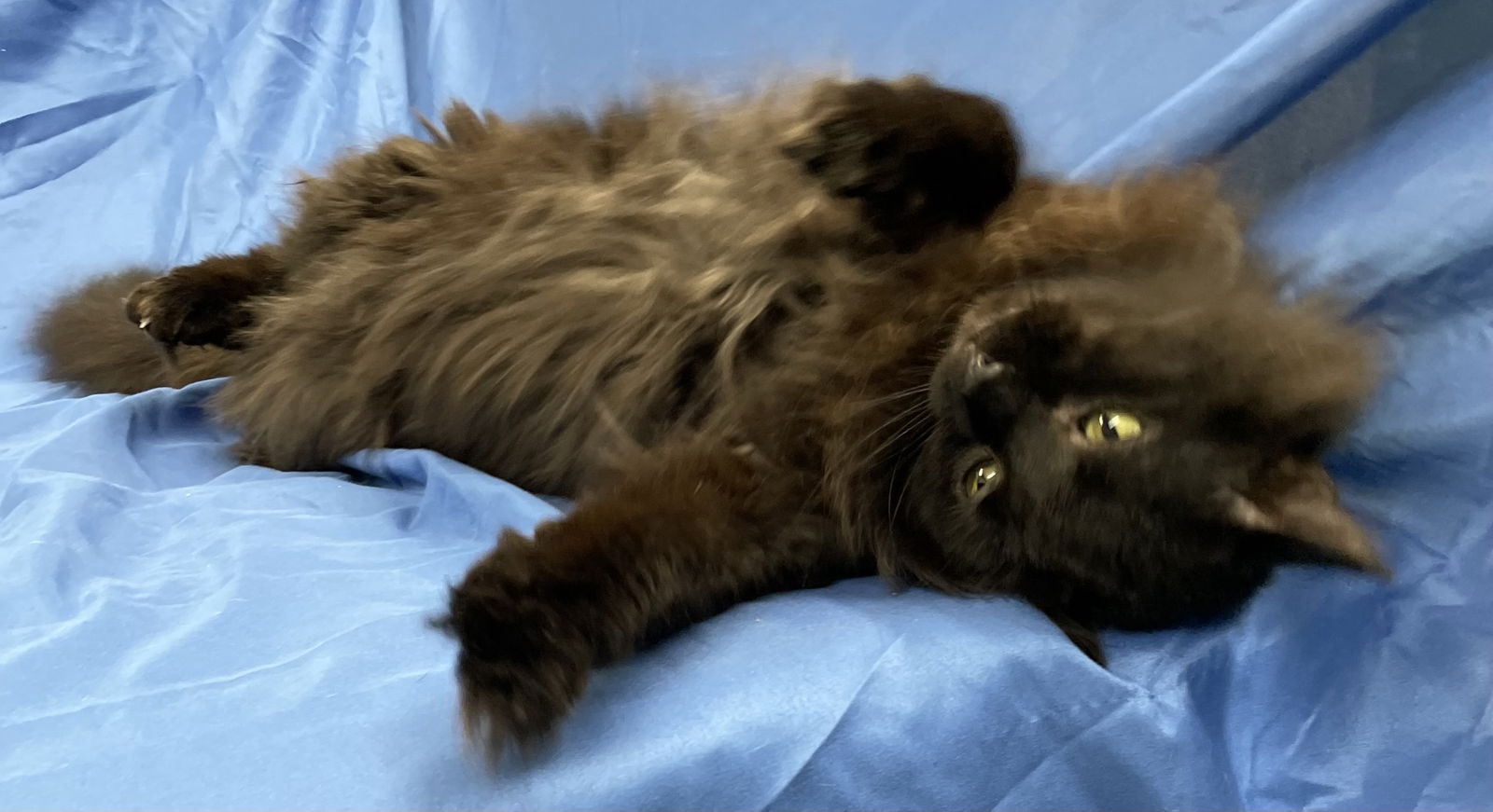 Simon Image