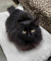 Simon - Photo 4