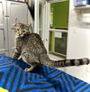 Lynx - Photo 4