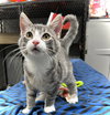 Thor - Photo 6