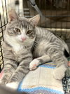 Thor - Photo 4