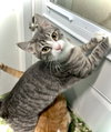 Thor - Photo 3