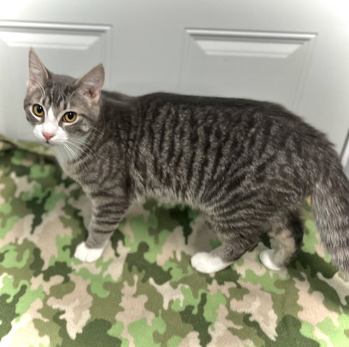 THOR - Domestic Short Hair available for adoption