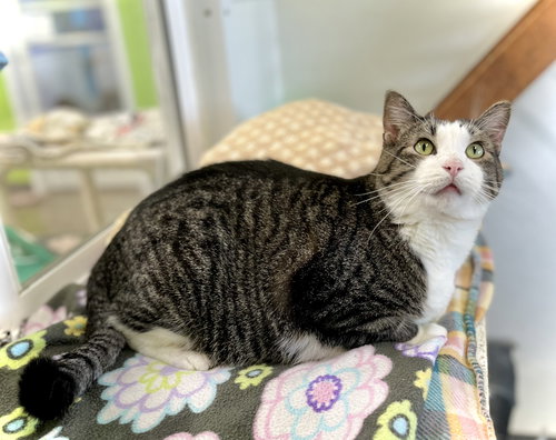 SLY - Domestic Short Hair available for adoption