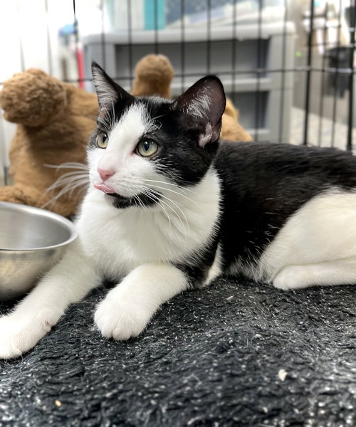 MOO - Domestic Short Hair available for adoption
