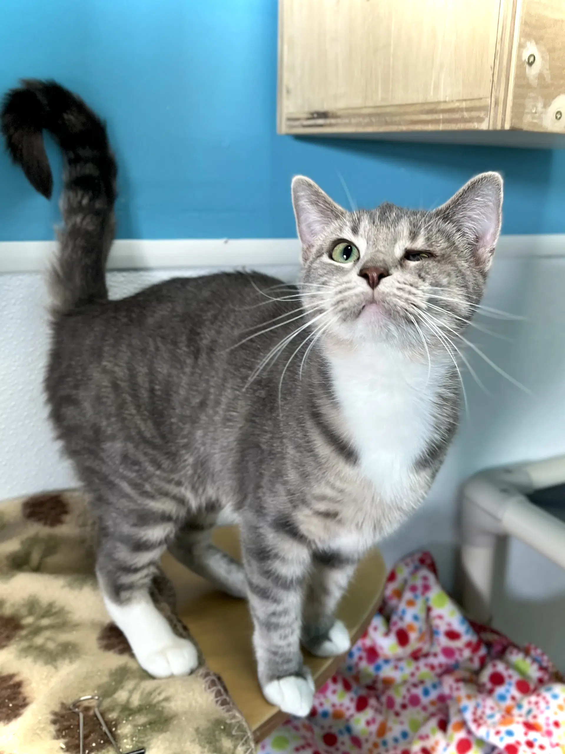 Jess - Domestic Short Hair
