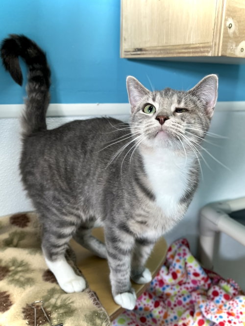 Jess, a cat for adoption from Emmet County Animal Shelter