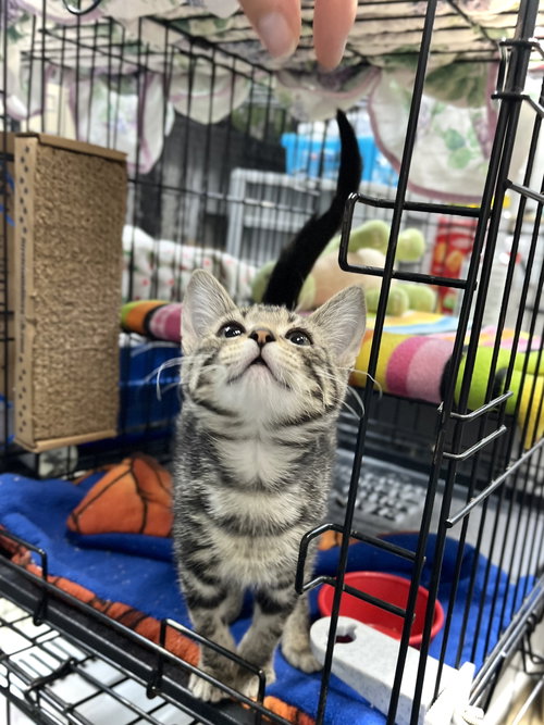FIG - Domestic Short Hair available for adoption