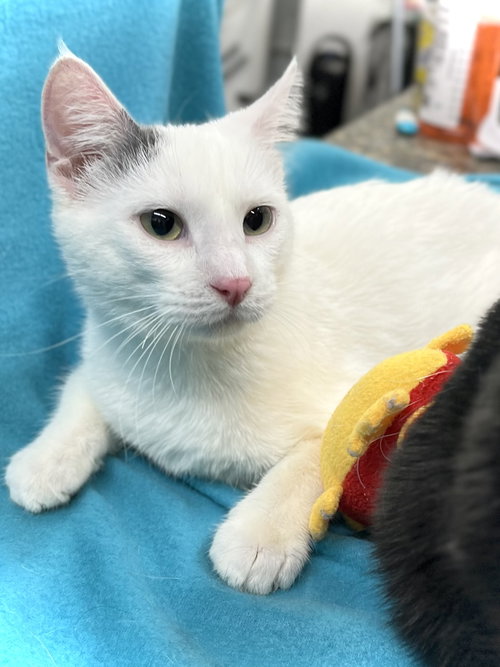 Sylve, an adoptable Domestic Short Hair in Estherville, IA