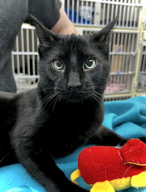 Loki, an adoptable Domestic Short Hair in Estherville, IA
