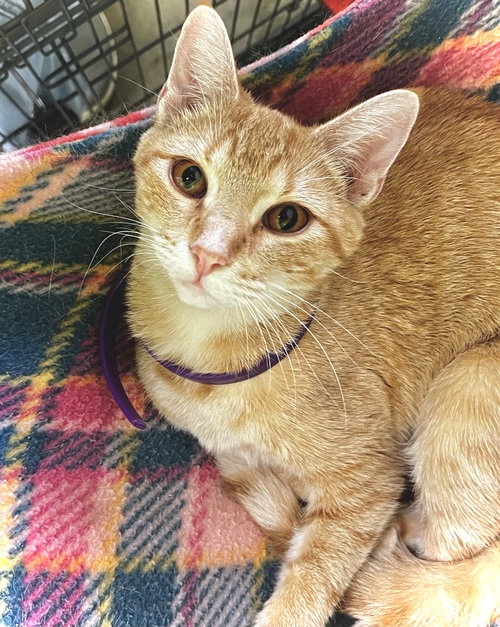 GOLDEEN - Domestic Short Hair available for adoption