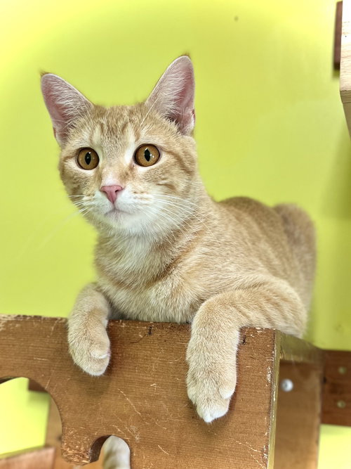 picture of the cat needing adoption