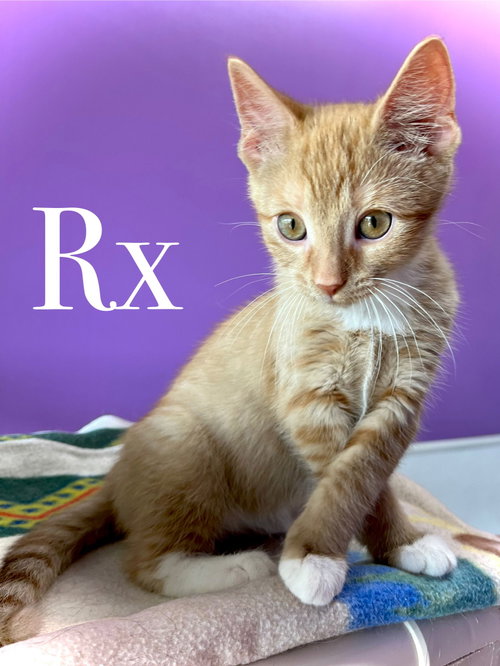 Photo 6 of Rx