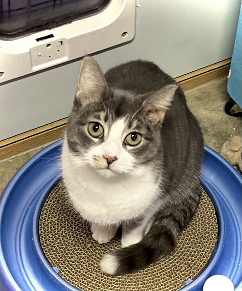 Tiegan, Young Domestic Short Hair (short coat), cat for adoption in Estherville, Iowa