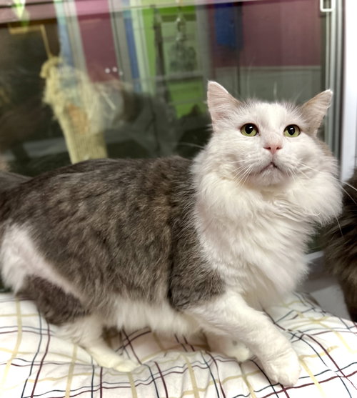 Klondike Bar, an adoptable Domestic Long Hair in Estherville, IA
