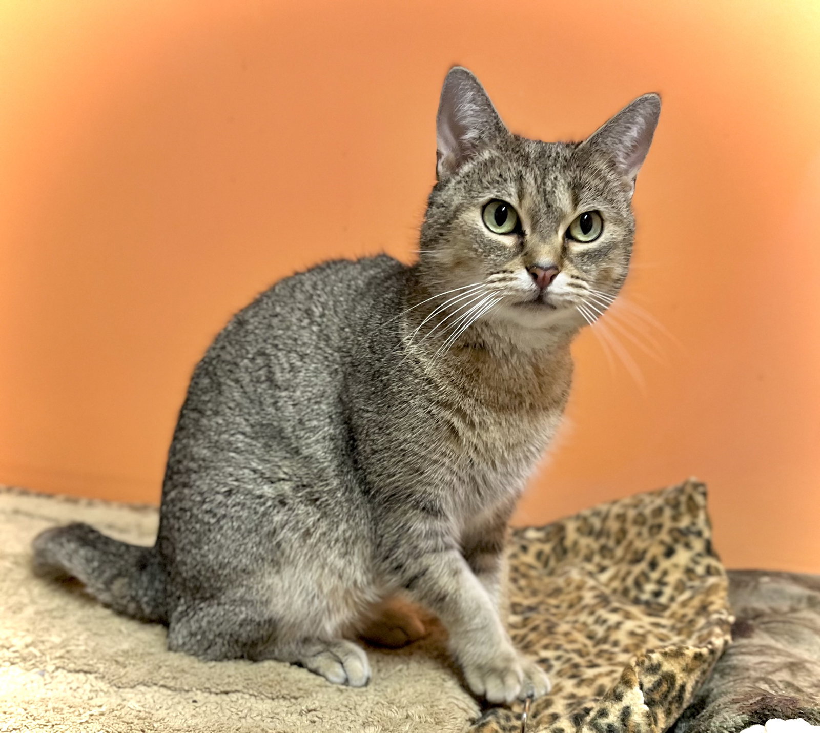 Bea, Domestic Short Hair