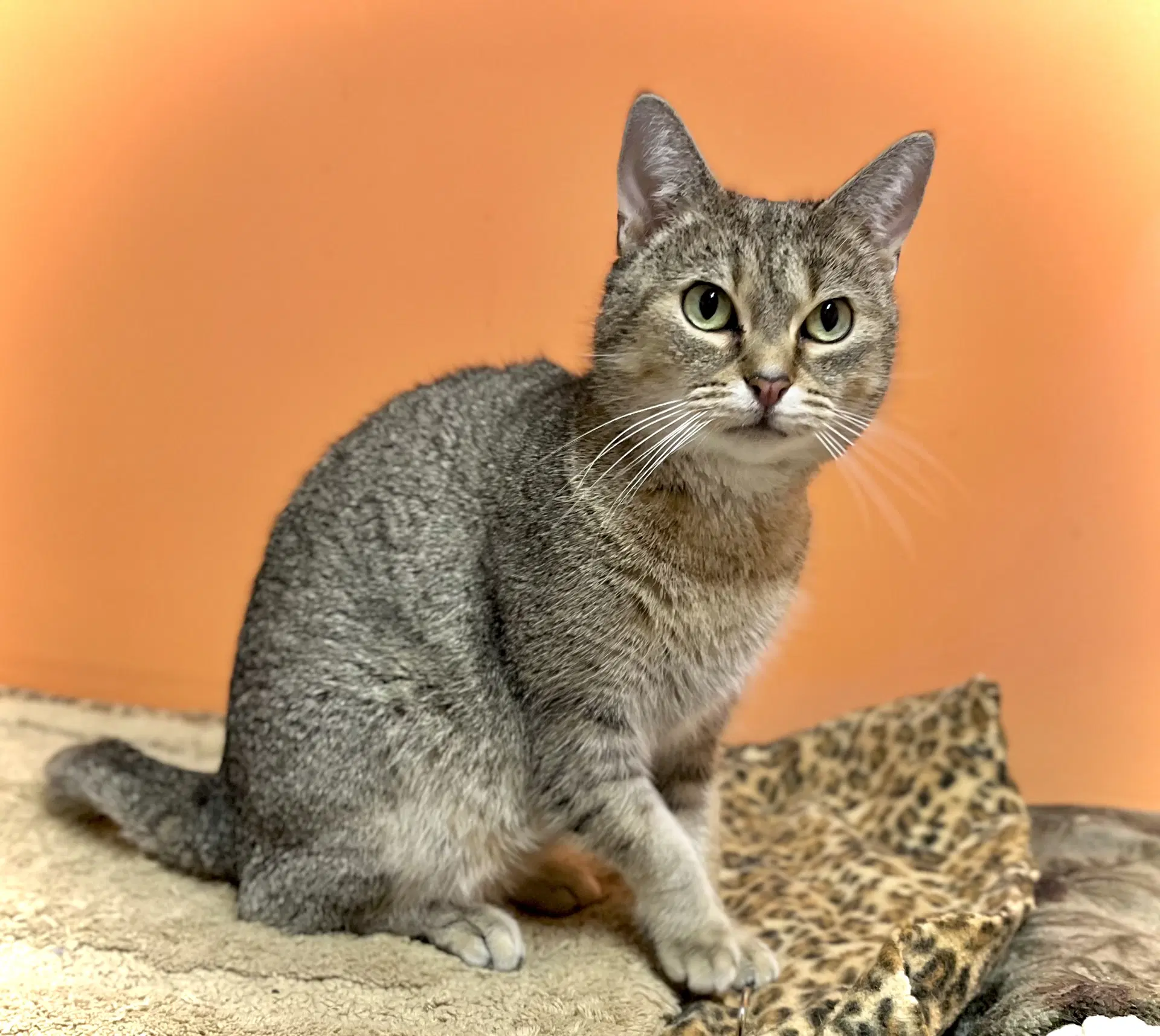 Bea - Domestic Short Hair