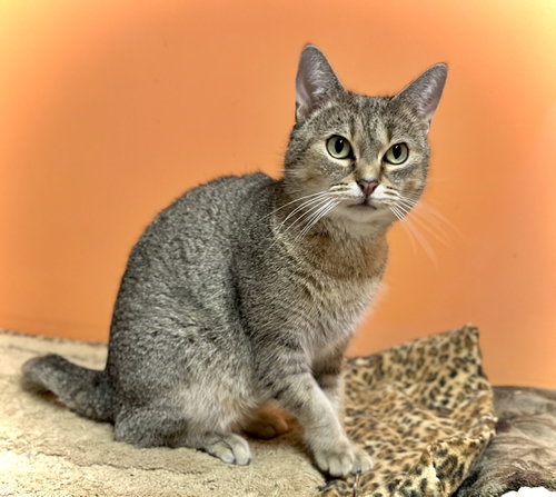 Bea, a cat for adoption from Emmet County Animal Shelter